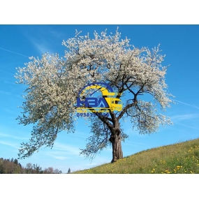 Giày Slip On Ultraboost 20